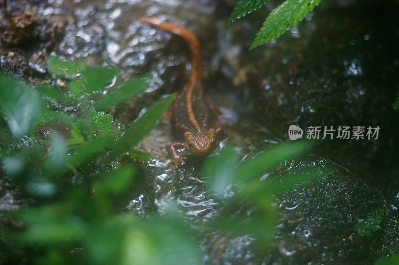 动物:成年喜马拉雅蝾螈(Tylototriton verrucosus)，也被称为鳄鱼蝾螈、鳄鱼蝾螈、喜马拉雅蝾螈和红节蝾螈。